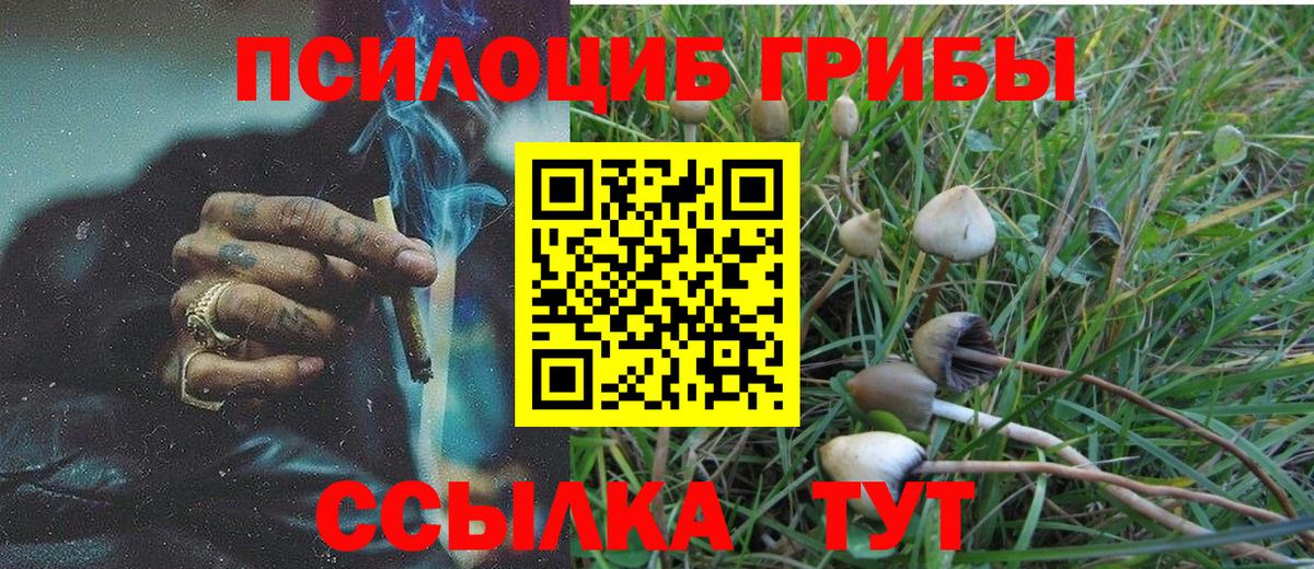 Галлюциногенные грибы Psilocybine cubensis Магнитогорск